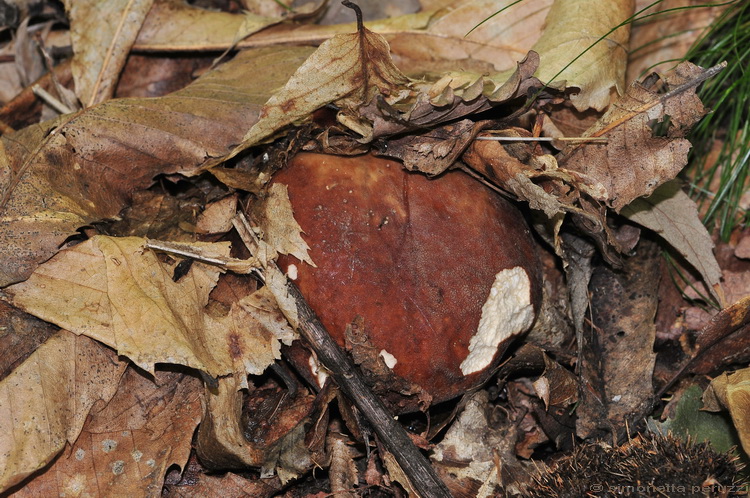 I primi di stagione...